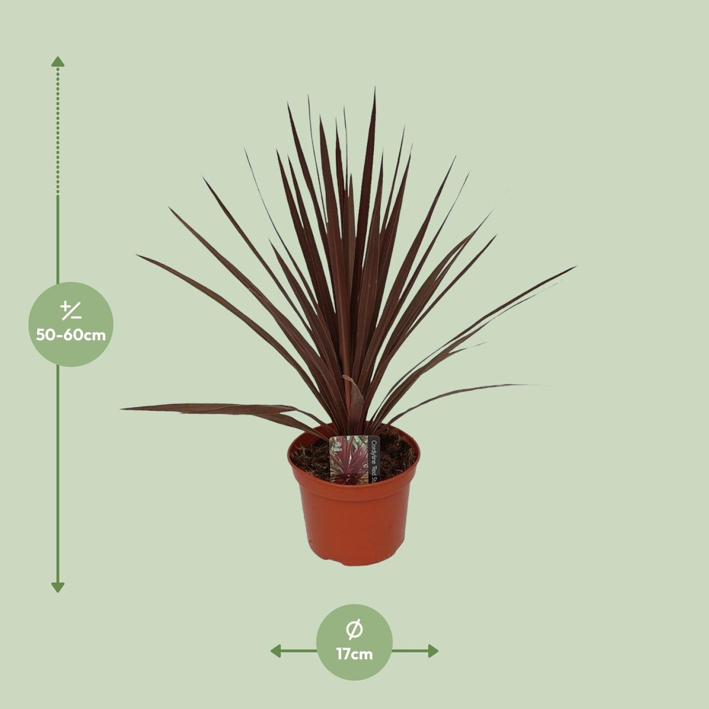 Cordyline Australis Red Star - Ø17cm - ↕60cm - Pflanzfix24