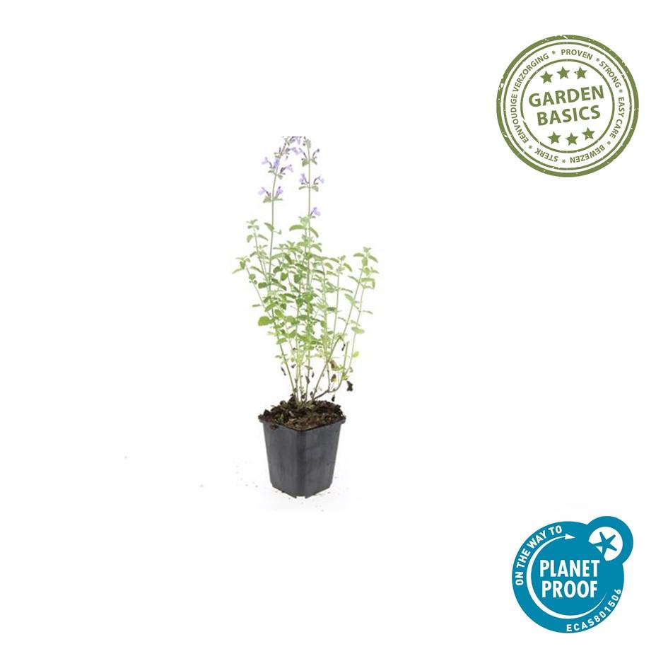 12x Nepeta 'Walker's Low' – aromatische Staude | Pflanzfix24.de - Pflanzfix24.de