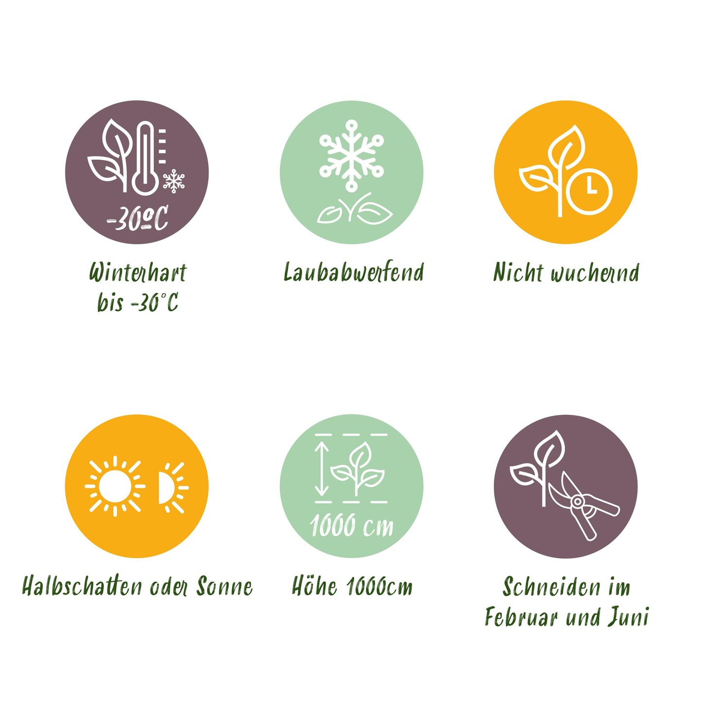 Pflanzfix24.de - Carpinus betulus Heckenpflanzen - 6 Pflanzen - 1 laufender Meter - Pflanzfix24.de