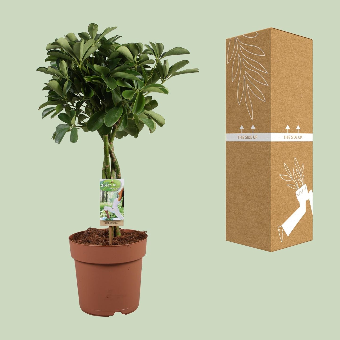 Schefflera Arboricola Nora - Ø21cm - ↕80cm - Pflanzfix24