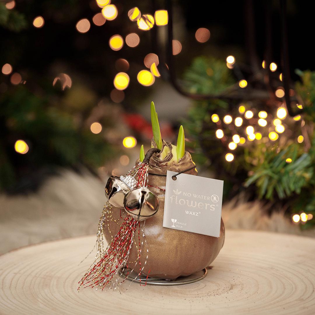 No Water Flowers® (wax amaryllis) | Waxz® Jingle Bellz Mix (3 pack) + Red flower - Pflanzfix24