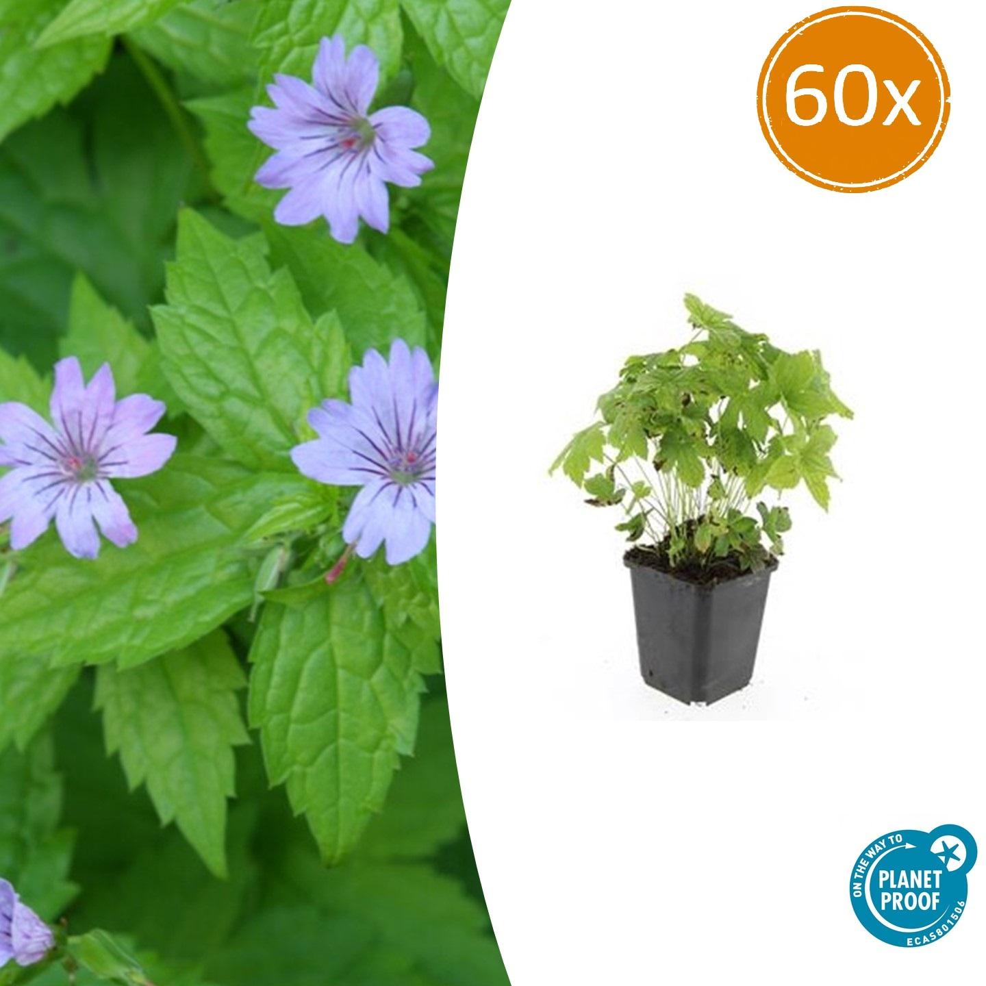60x Geranium nodosum - ↕10-25cm - Ø9cm - Pflanzfix24