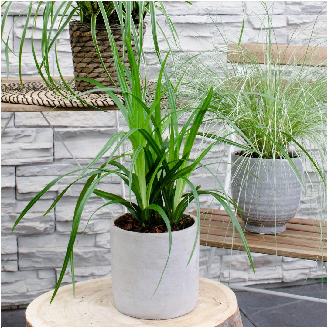 Set von 3 Carex morrowii 'Irish Green' XL - 14 cm Topfgröße - Pflanzfix24
