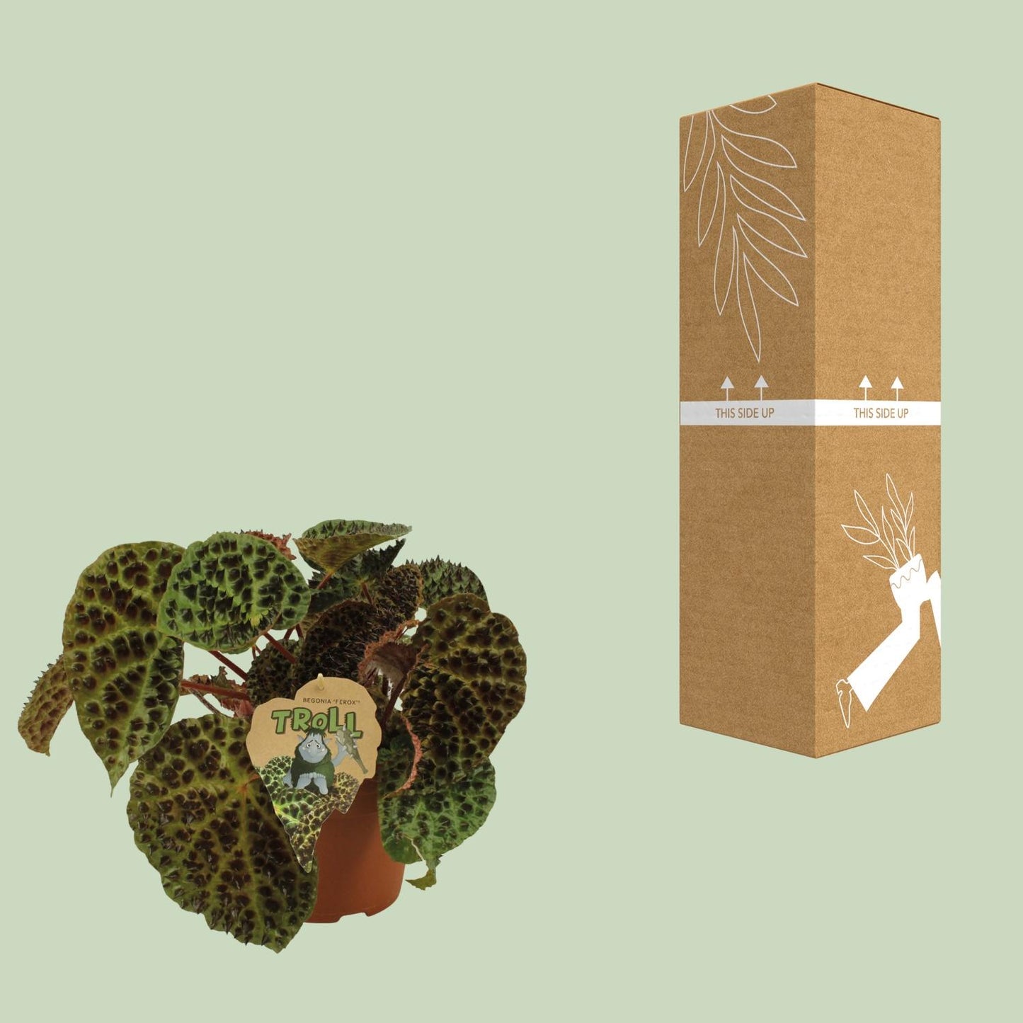 Begonia Rex Ferox - Ø17cm - ↕30cm - Pflanzfix24