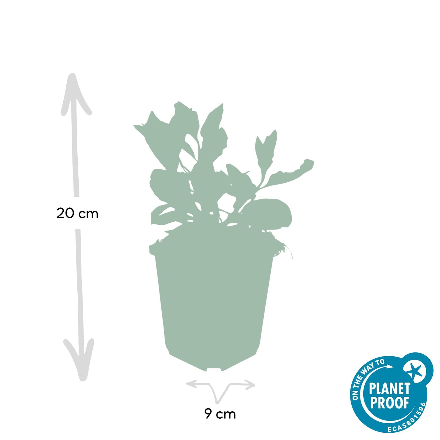 12x Aster ageratoides 'Asran' – Hellblaue Herbstaster | Pflanzfix24.de - Pflanzfix24.de