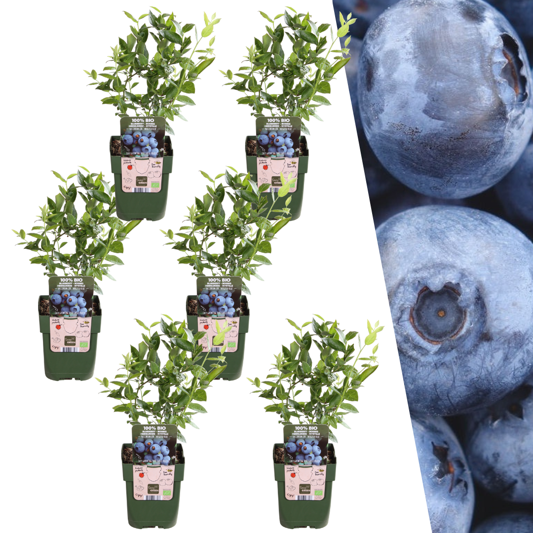 6 x Heidelbeerpflanzen BIO - Ø 13 cm - ↨ 20 cm - Pflanzfix24