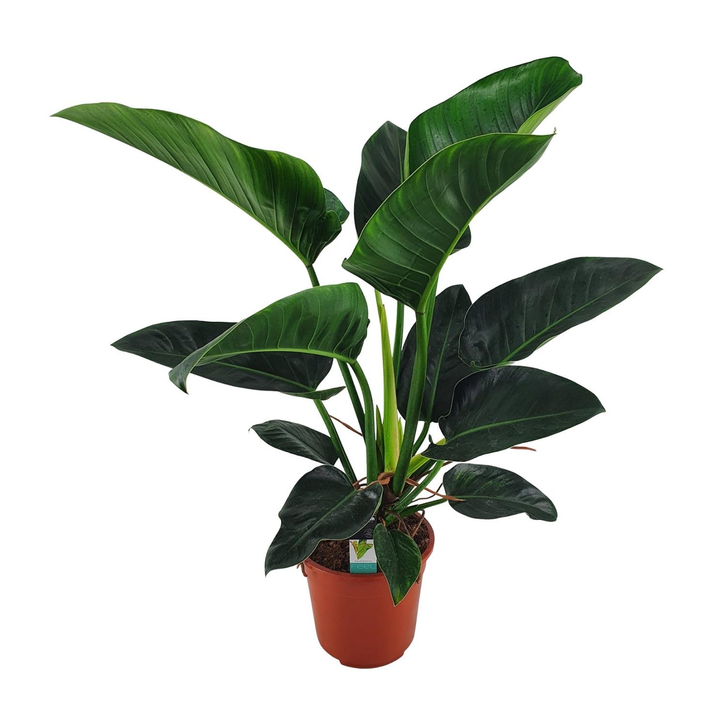 Philodendron Congo Millions - Ø27cm - ↕100cm - Pflanzfix24