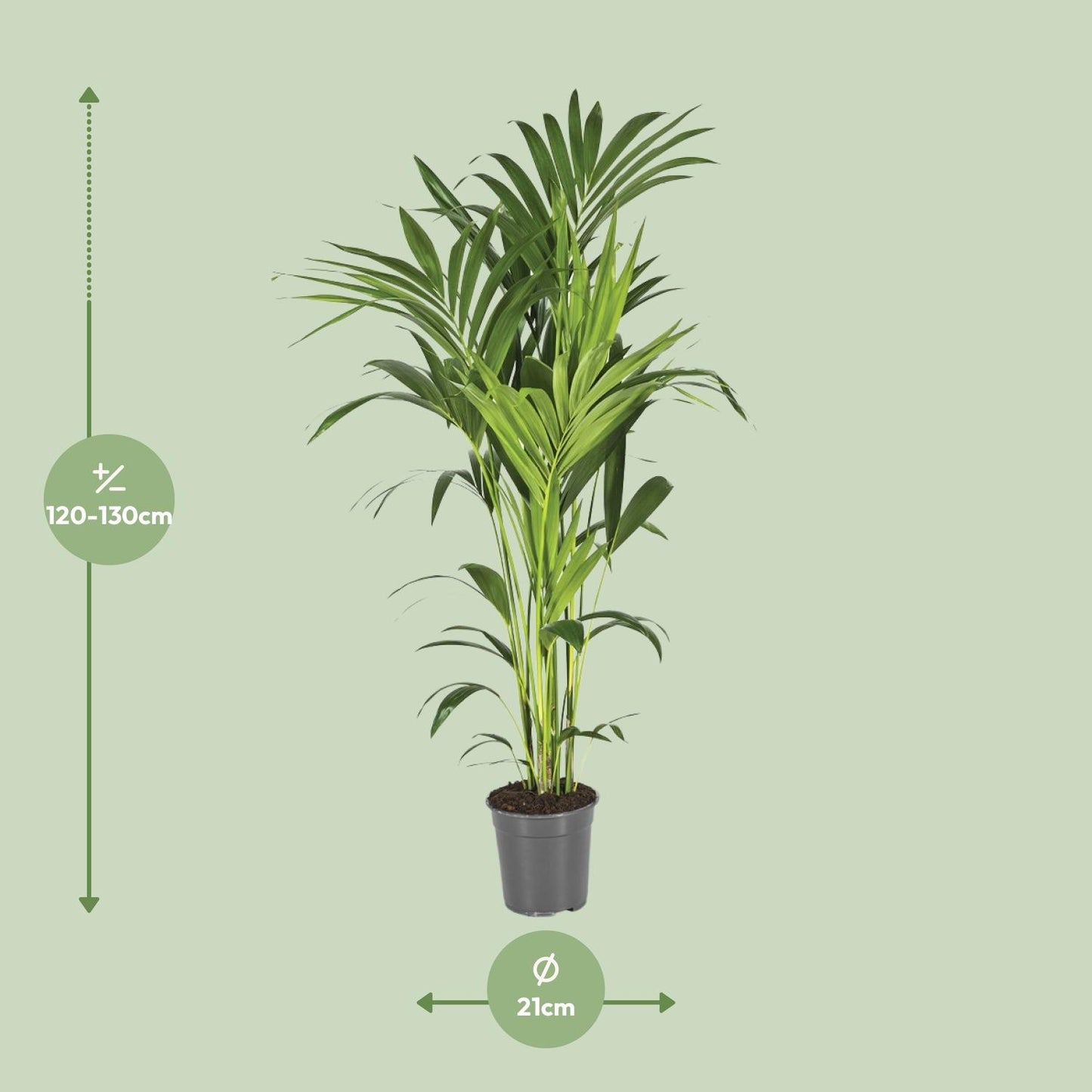 Kentia-Palme - Howea Forsteriana - Ø21cm - ↕130cm - Pflanzfix24.de - Pflanzfix24.de