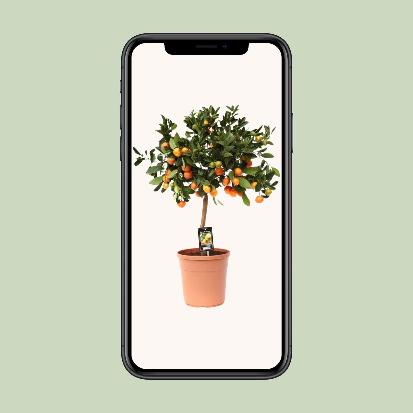 Citrus Calamondin - Ø22cm - ↕80cm - Pflanzfix24.de - Pflanzfix24.de