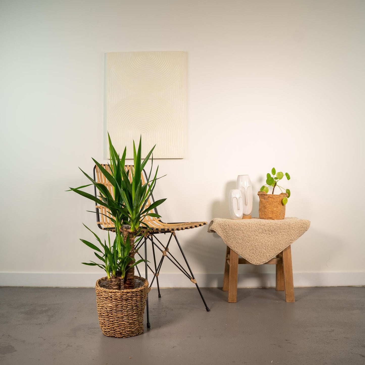 Yucca 90 cm – Ø17 cm – Pflanzfix24.de - Pflanzfix24.de