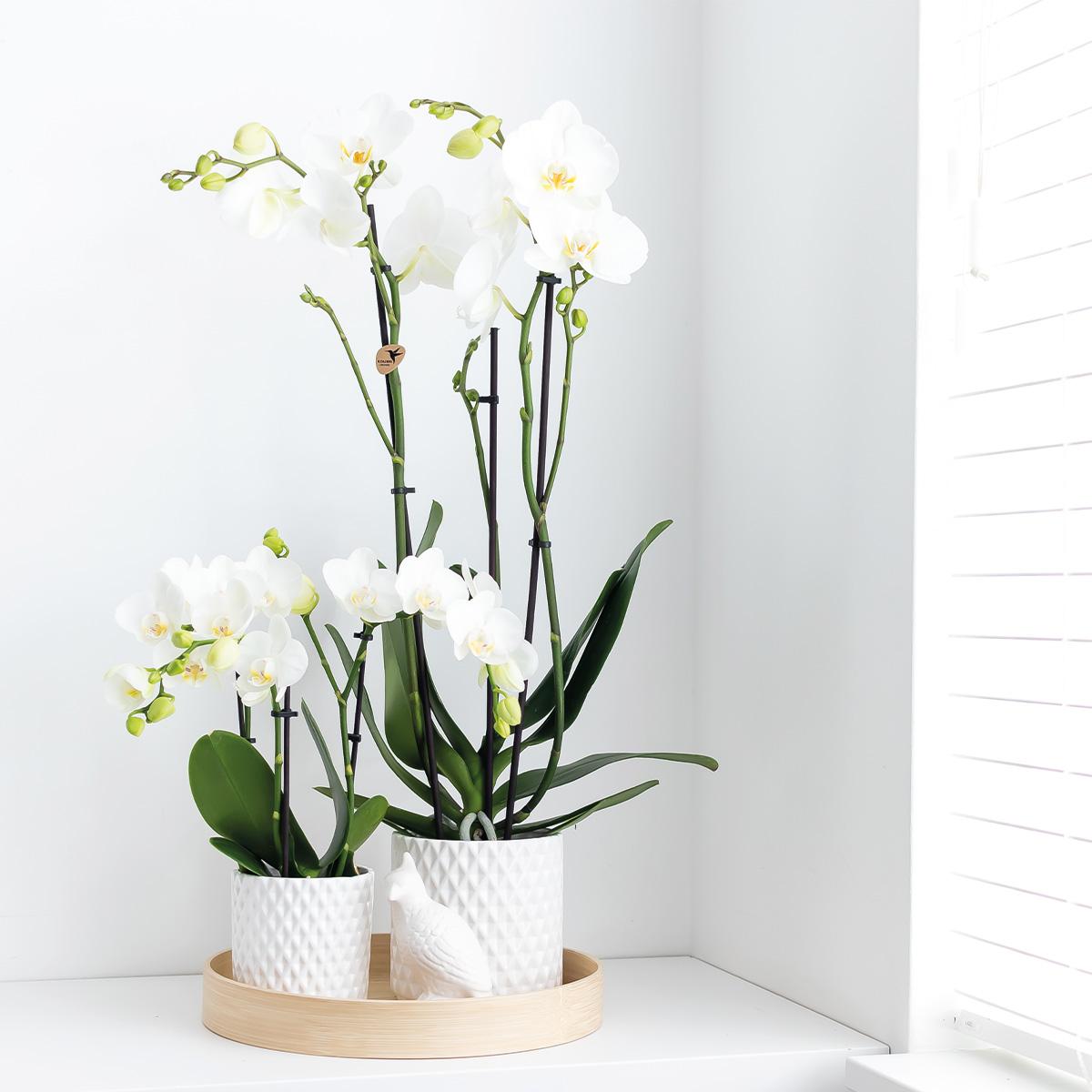 Kolibri Orchids | weiße Phalaenopsis-Orchidee - Dame Blanche - Topfgröße Ø12cm - Pflanzfix24