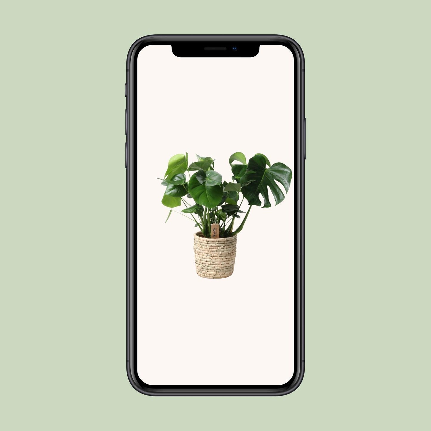 Monstera In Basket Palmleaf - Ø21cm - pflanzfix24