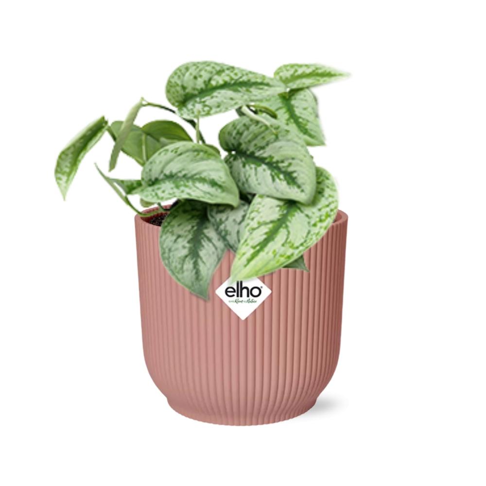 Scindapsus Pictus Trebie 14 cm ELHO Vibes roze | Pflanzfix24