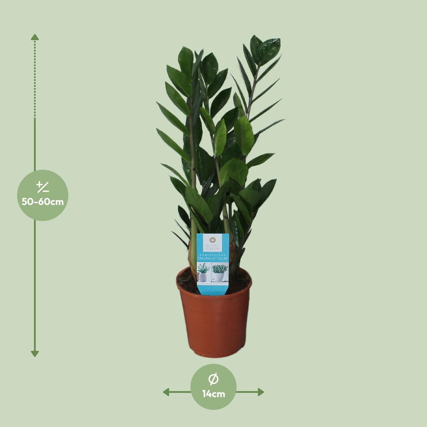 Zamioculcas Zamiifolia Ø14cm – Pflegeleicht & Robust | Pflanzfix24