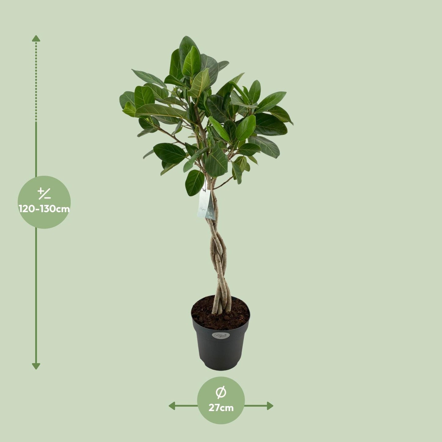Ficus Benghalensis Audrey - Ø27cm - ↕110cm bei Pflanzfix24