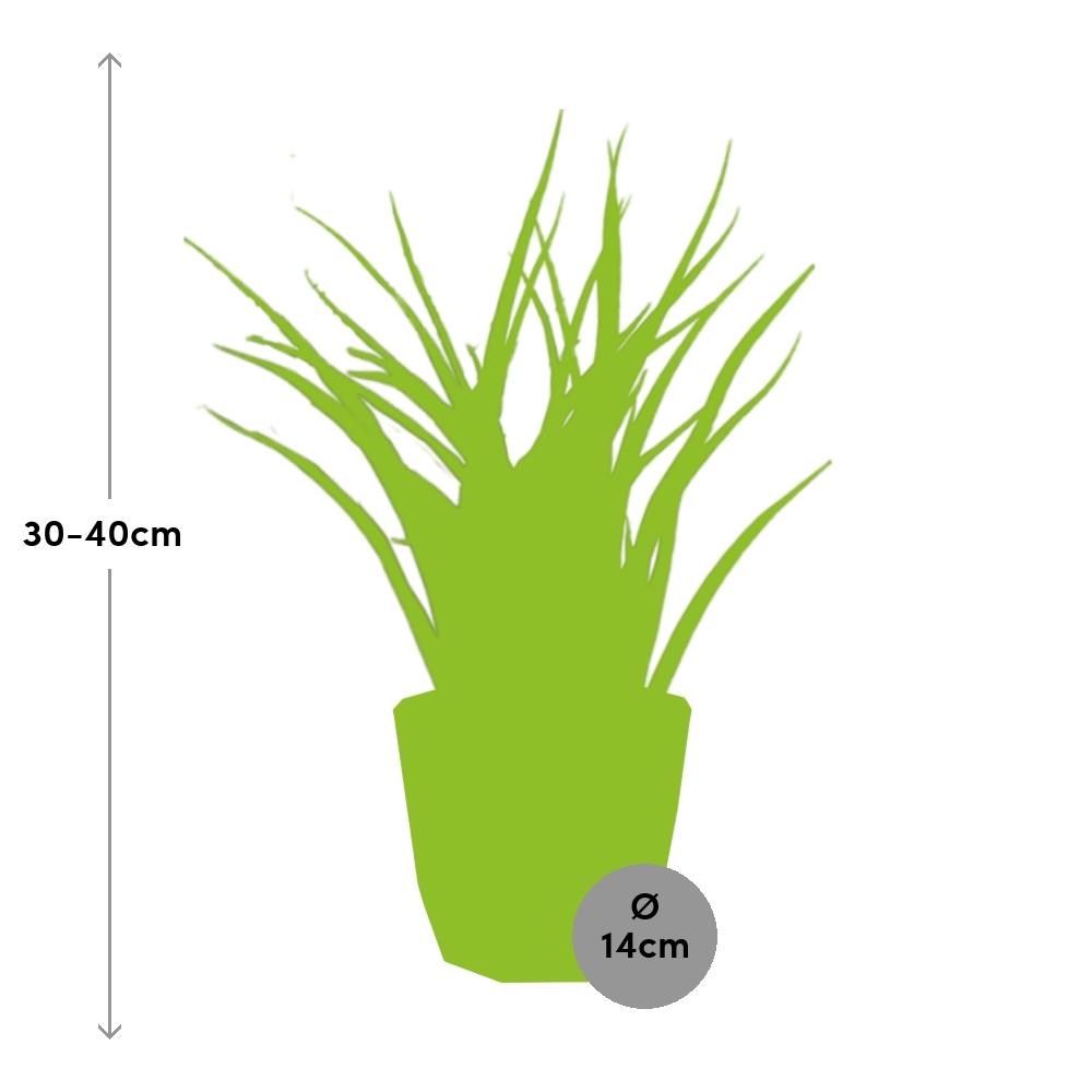 Sansevieria Fernwood Punk in ELHO b.for rock 14 cm warm grey - Pflanzfix24
