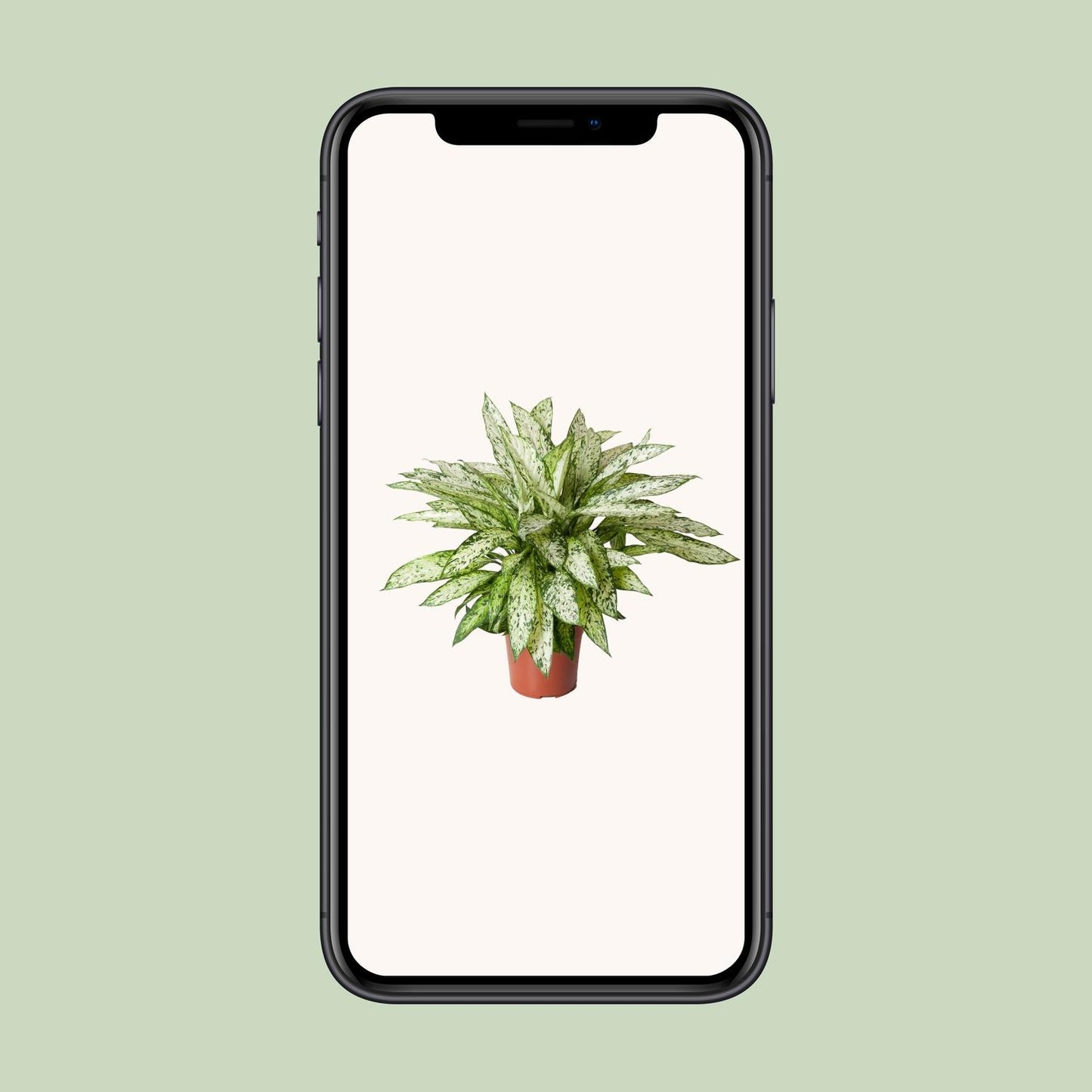 Dieffenbachia Vesuvius - Ø27cm - ↕80cm - Pflanzfix24.de - Pflanzfix24.de
