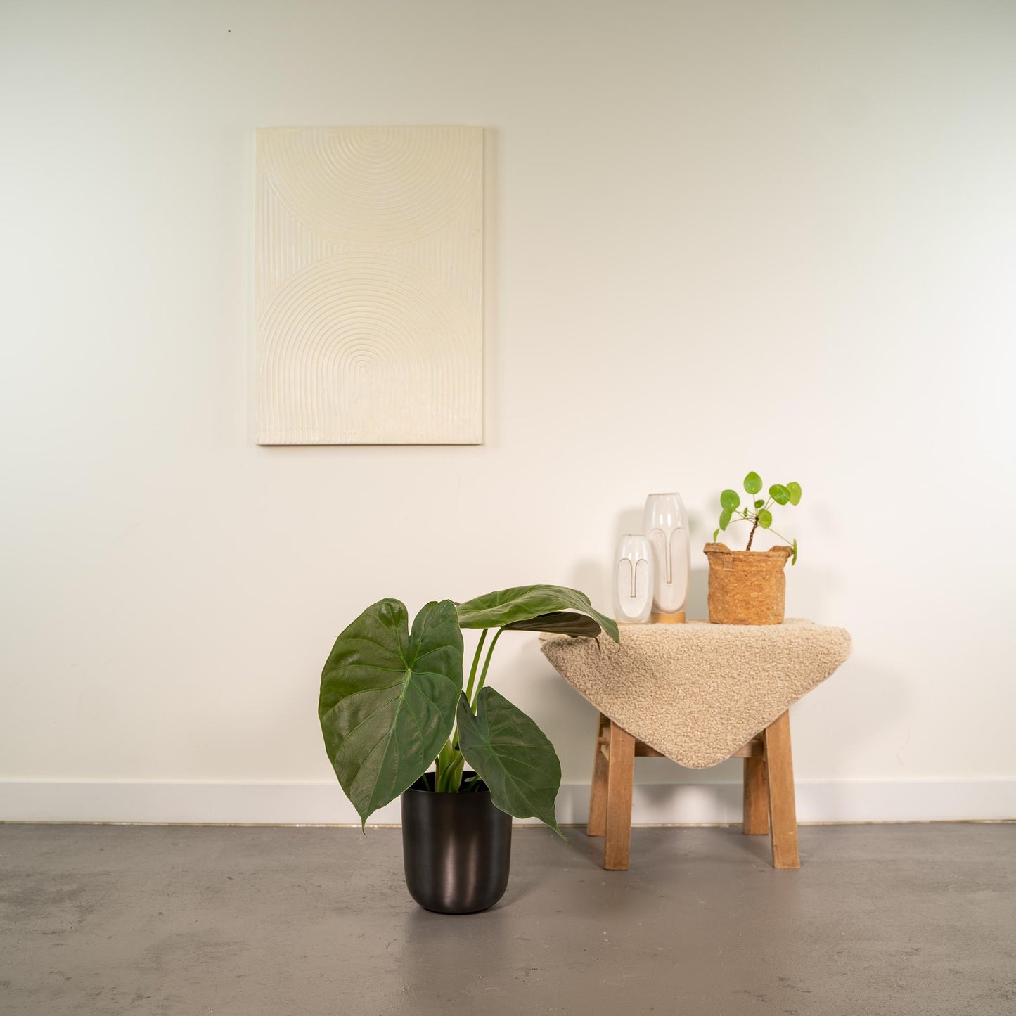 Alocasia Wentii - Ø19cm - ↕65cm + Topf Mayk Lead - Pflanzfix24