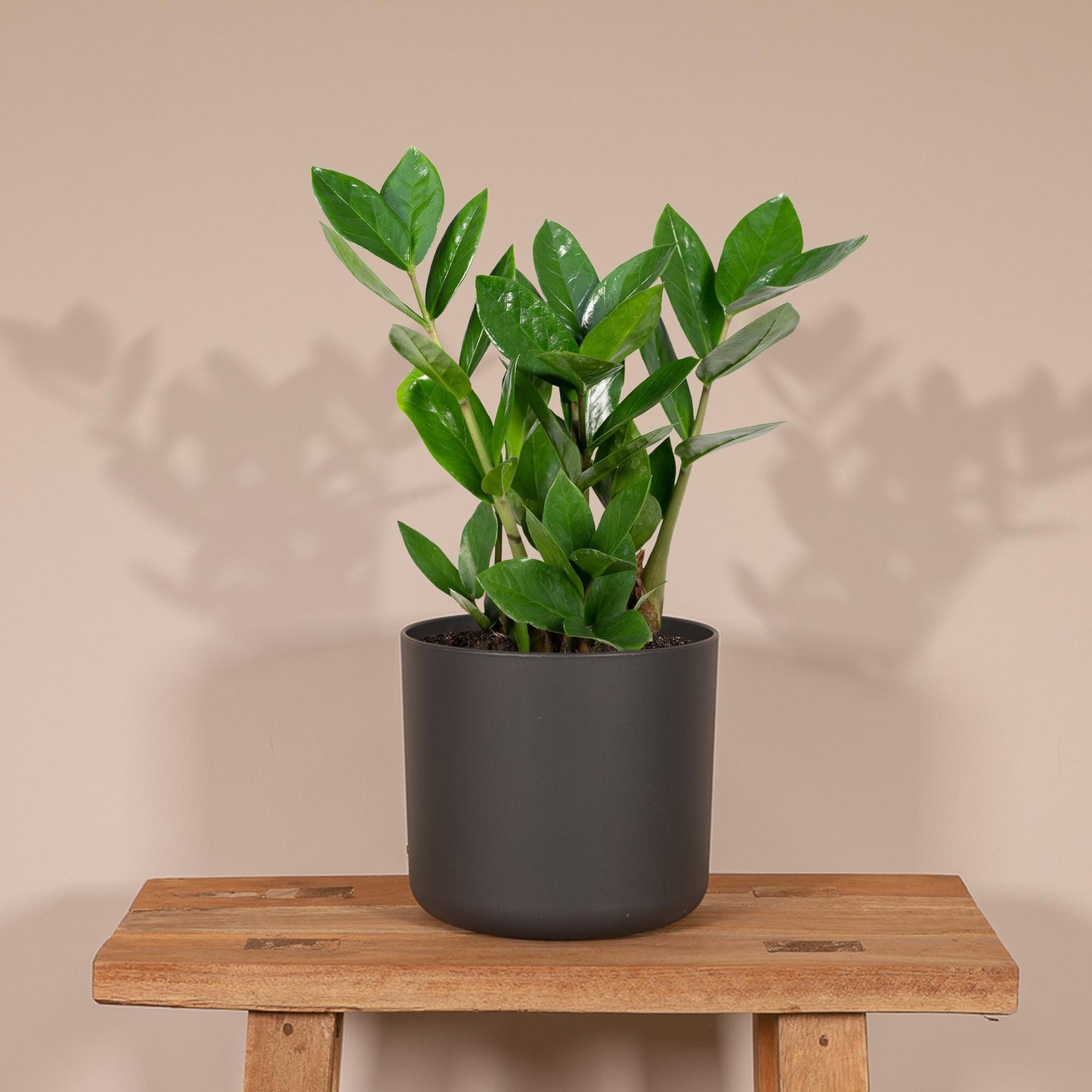 Zamiokulas 75 cm im 17 cm Topf – Pflanzfix24.de - Pflanzfix24.de