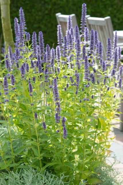 12x Agastache 'Black Adder' – Duftstaude – Pflanzfix24.de - Pflanzfix24.de