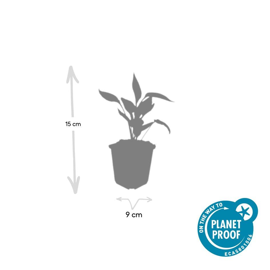 20x Echinacea p. 'White Swan' - Pflanzfix24