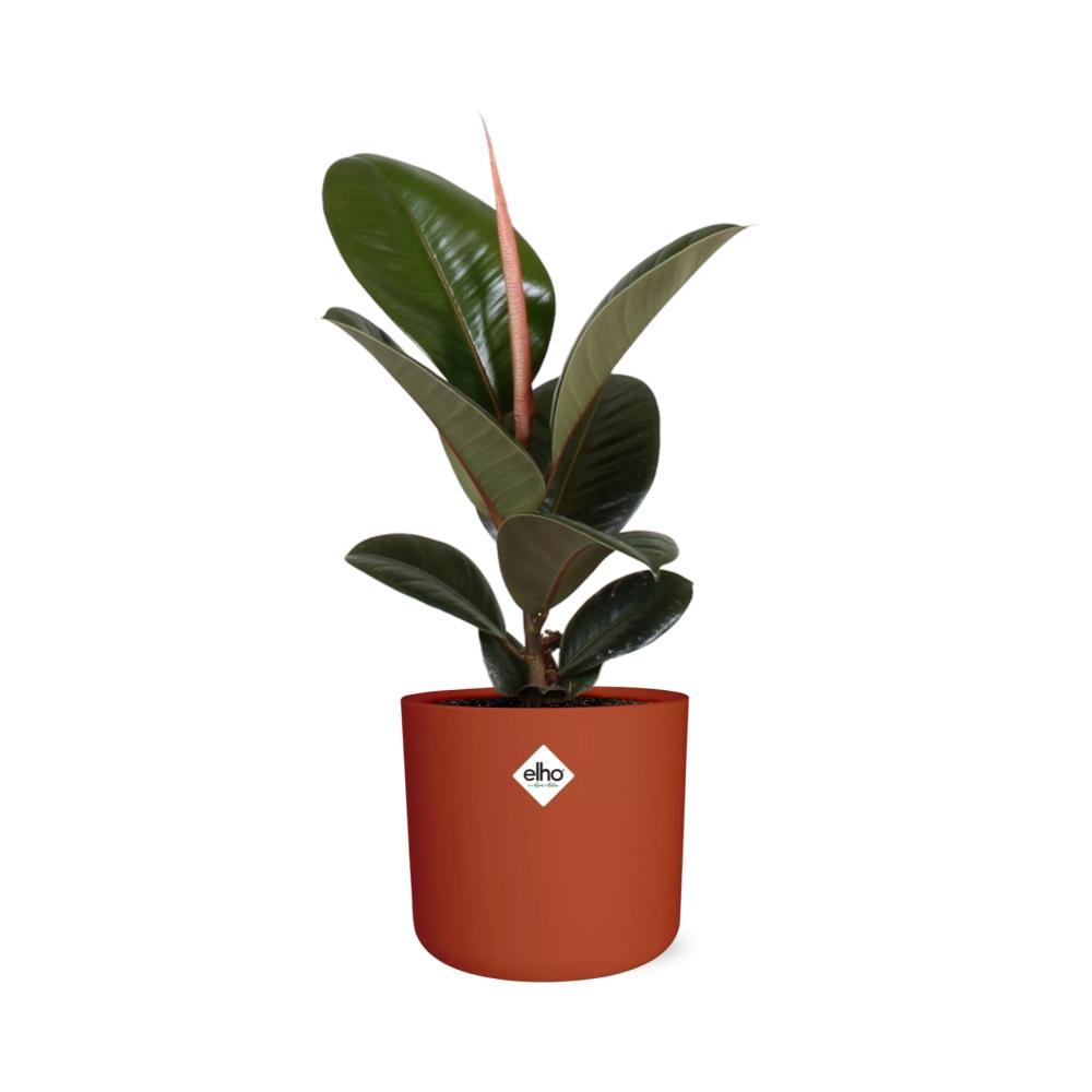 Ficus Elastica ‘Robusta’ in ELHO b.for soft rond 14cm brique - Pflanzfix24