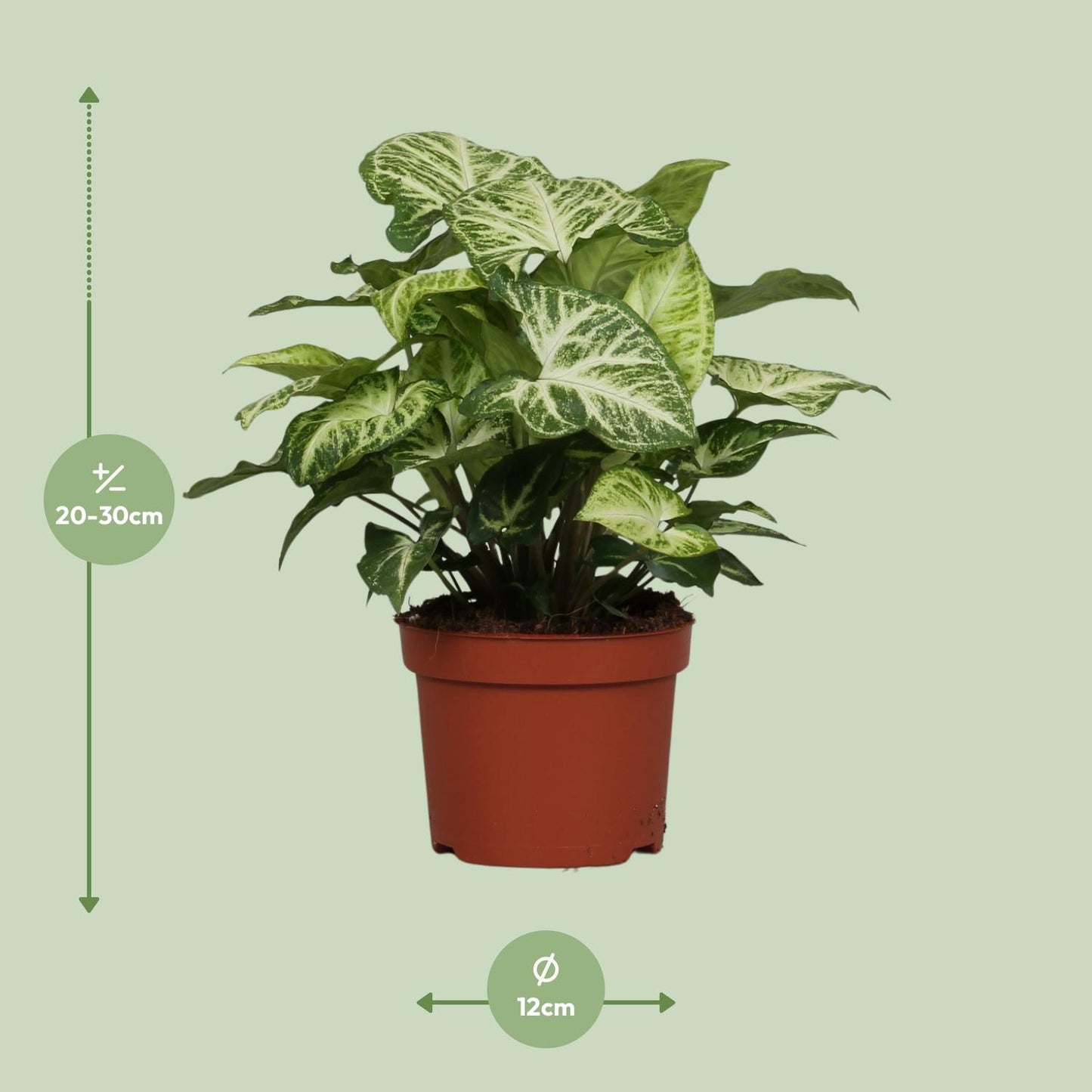 Syngonium Arrow - Ø12cm - ↕25cm bei Pflanzfix24