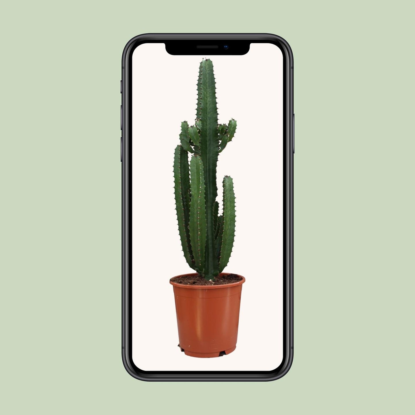 Euphorbia Acrurensis - Ø24cm - ↕95cm - Pflanzfix24