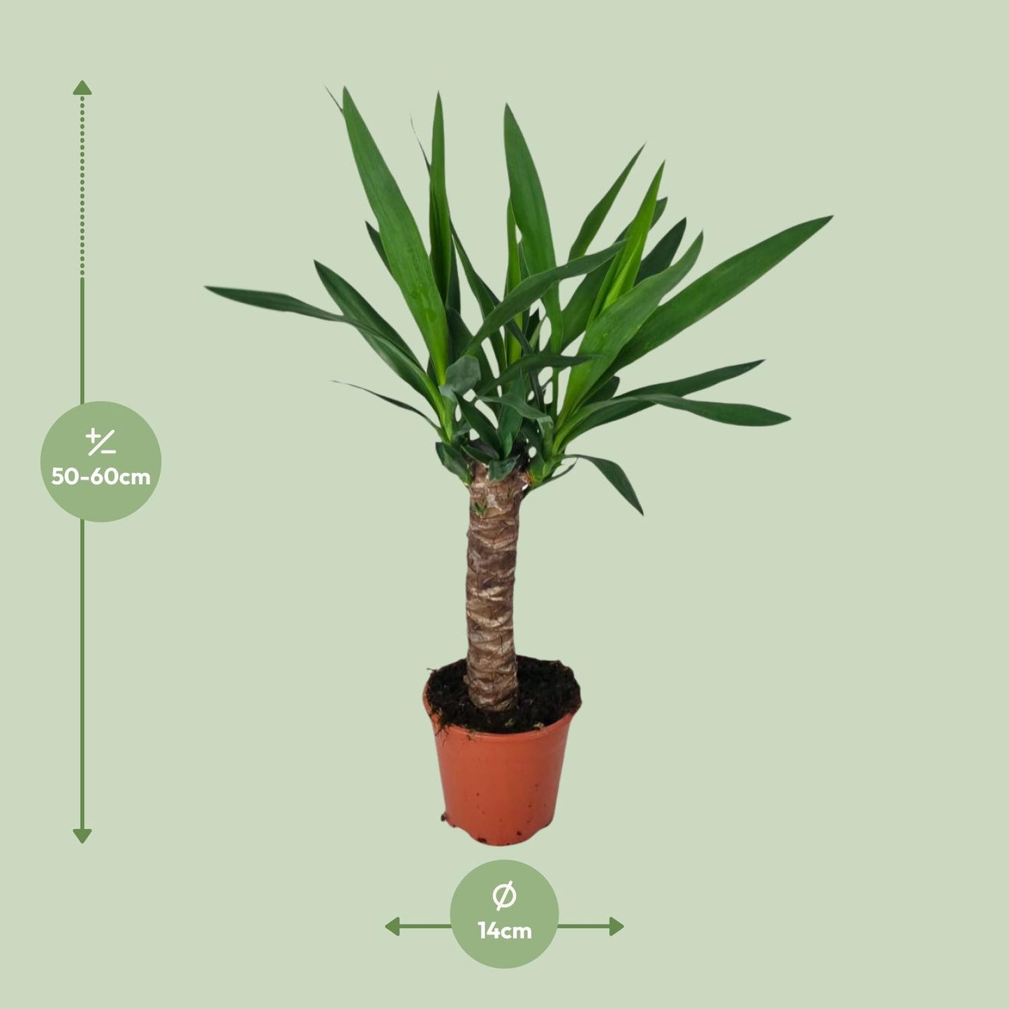 Yucca Pflanze Ø14cm – 60cm hoch | Pflanzfix24.de - Pflanzfix24.de