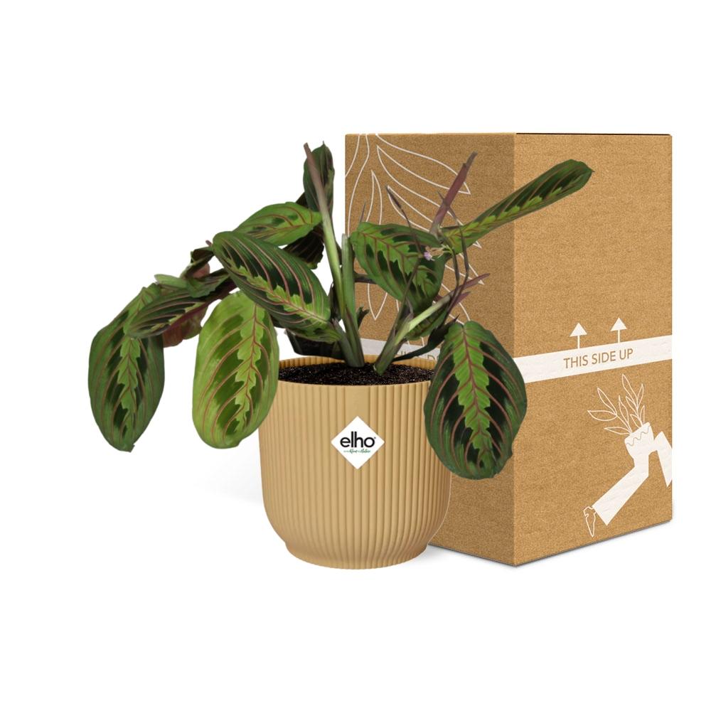 Maranta Leuconeura ‘Fascinator’ Tricolor 14cm ELHO Vibes Fold Gelb | Pflanzfix24