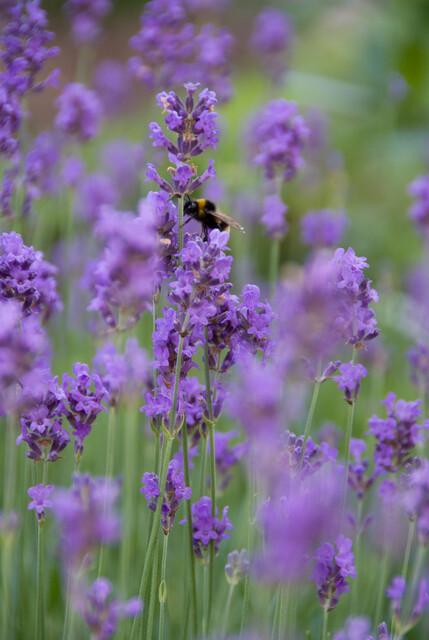 12x Lavandula 'Munstead' Ø9cm | Pflegeleichter Lavendel – Pflanzfix24.de - Pflanzfix24.de