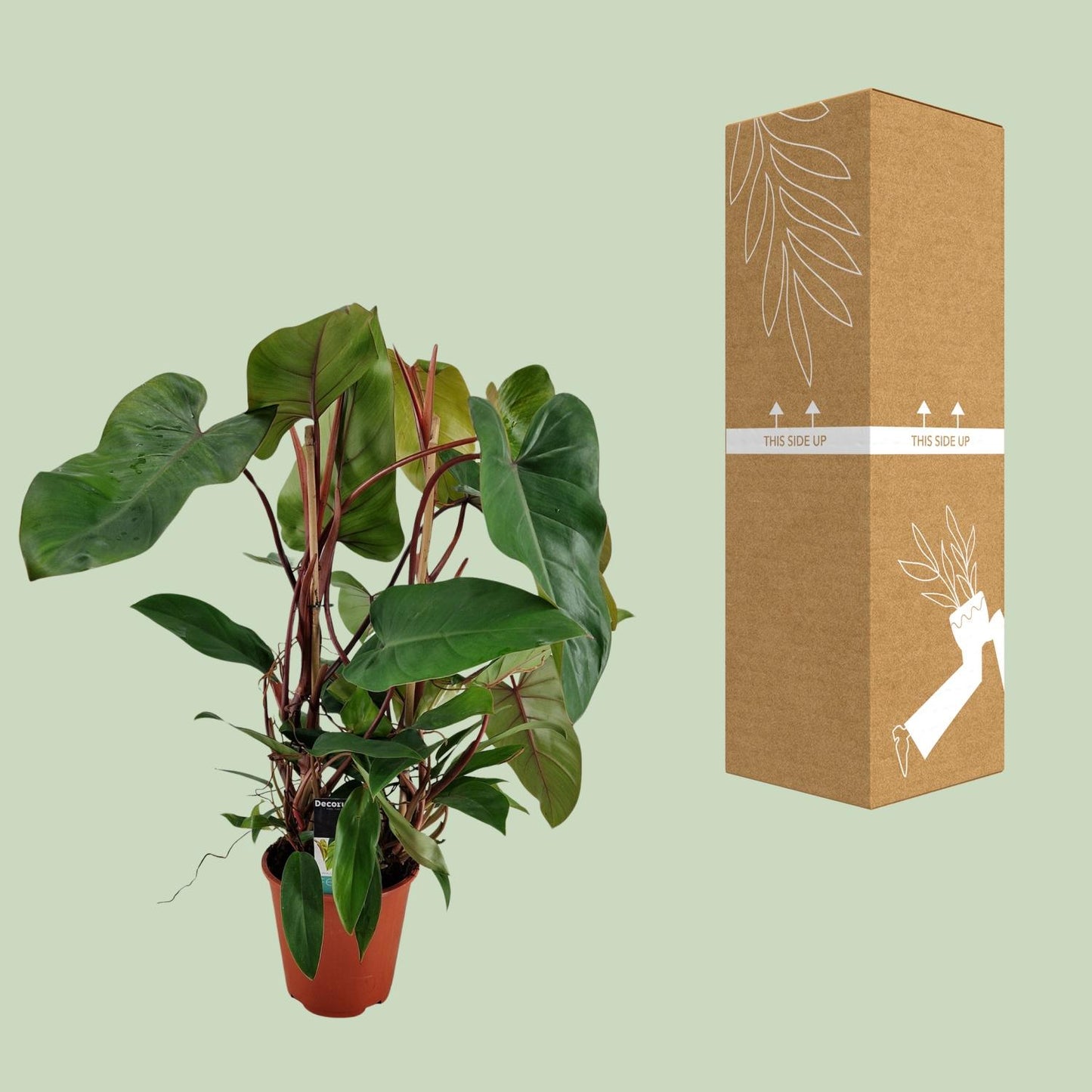 Philodendron Red Twins - Ø19cm - ↕75cm bei Pflanzfix24