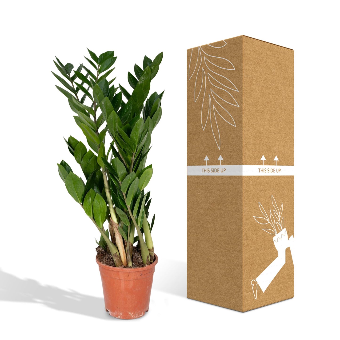 Zamioculcas Zamiifolia Ø17cm, 70cm – Grüne Zimmerpflanze | Pflanzfix24.de - Pflanzfix24.de