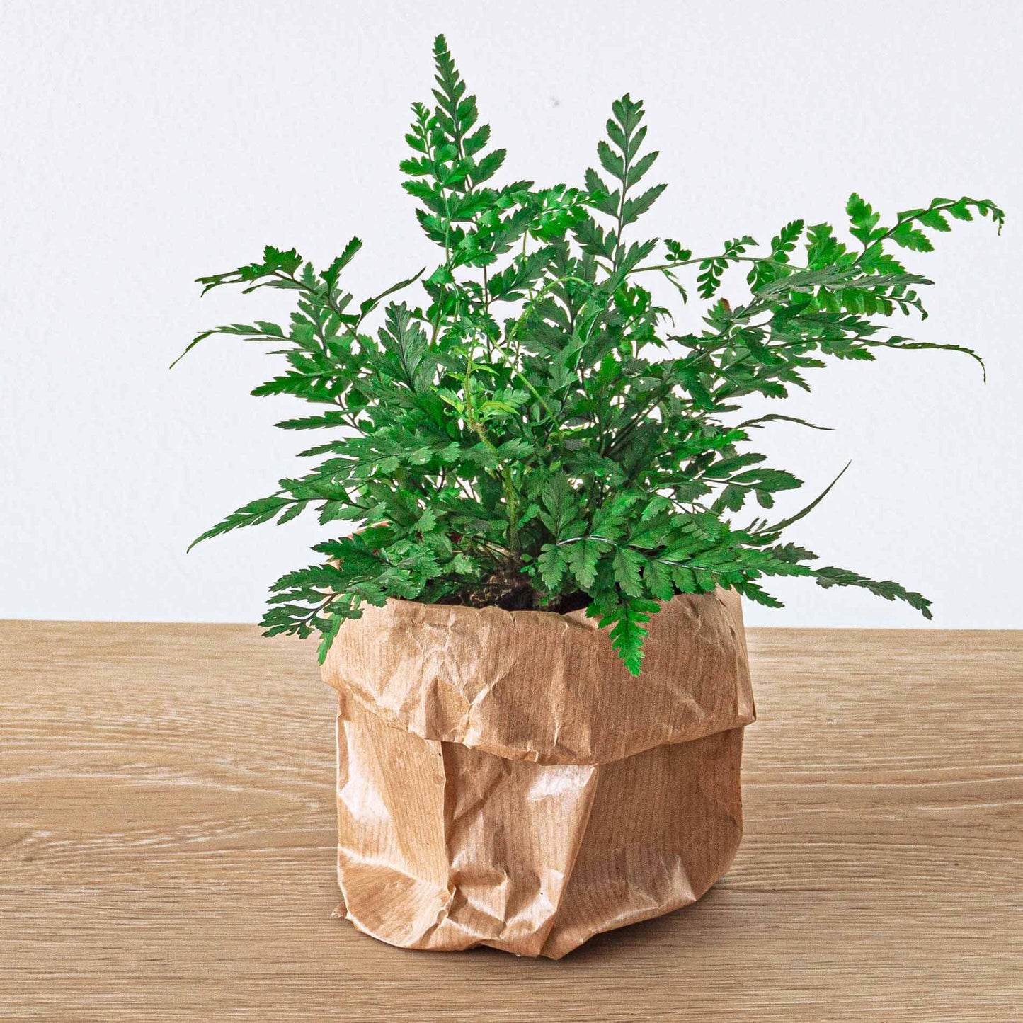 Terrarium-Set Jungle 5 – Coffea, Varen, Palm, Fittonia | Pflanzfix24.de - Pflanzfix24.de