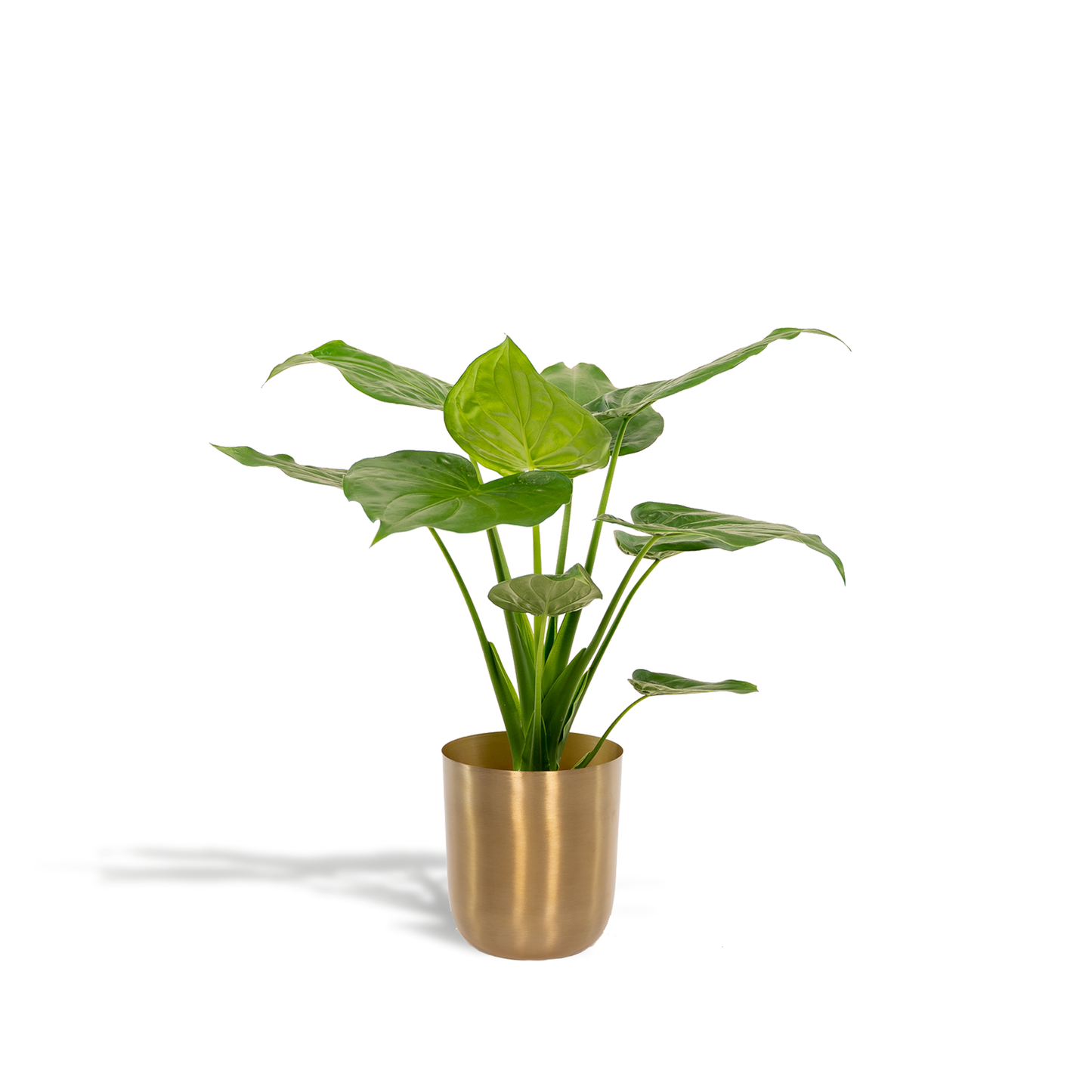 Alocasia Cucullata - Ø19cm - ↕65cm + Topf Mayk Gold - Pflanzfix24