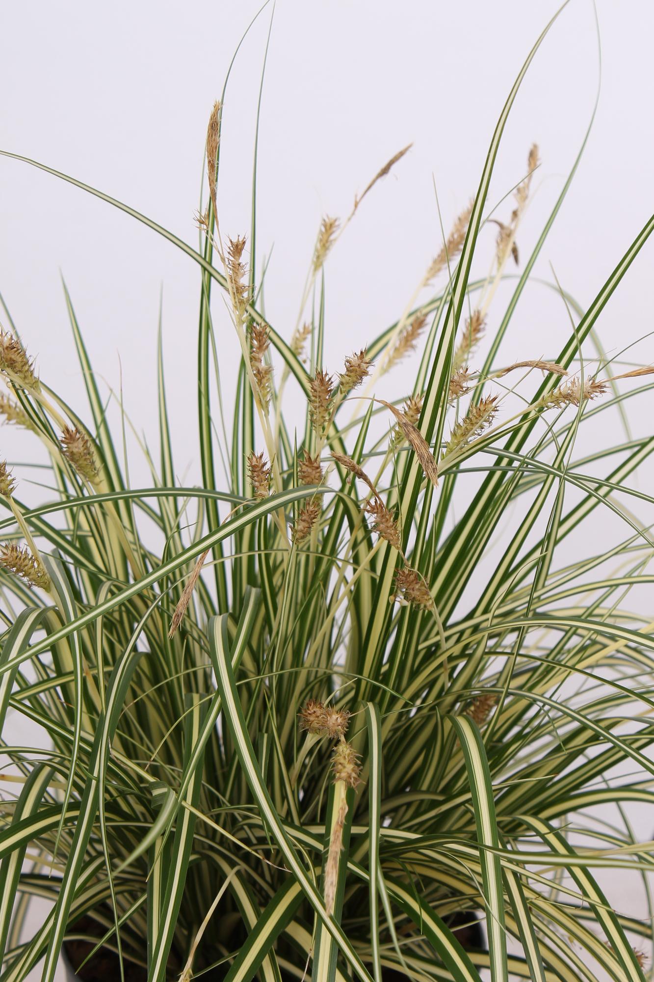 3x Carex hachijoensis 'Evergold' - 30cm - Ø14 - Pflanzfix24