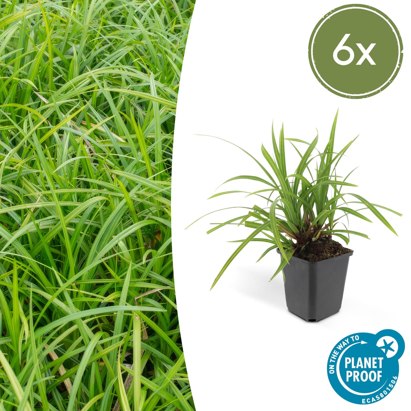 6x Carex morrowii 'Irish Green' - ↕10-25cm - Ø9cm - Pflanzfix24.de - Pflanzfix24.de