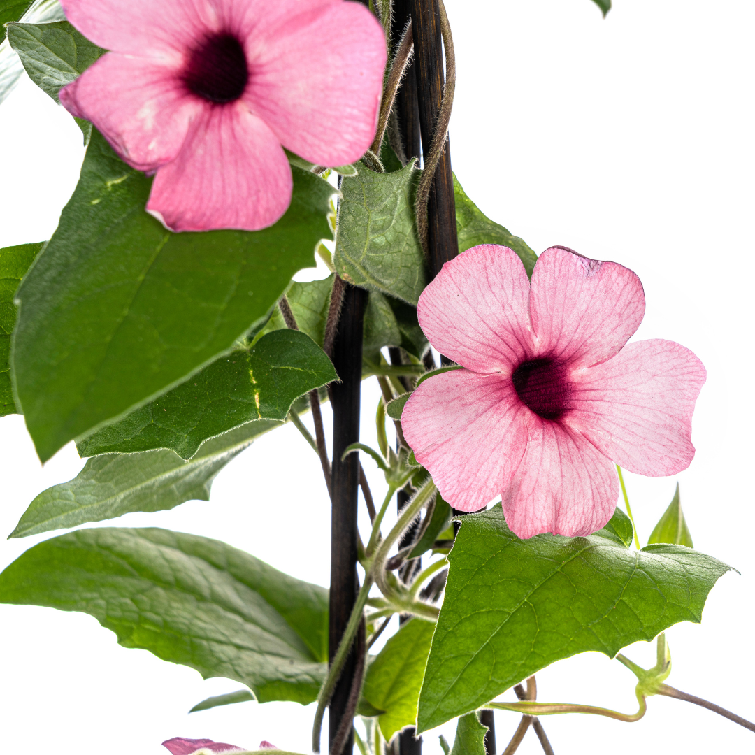 4x Thunbergia alata Sunny Susy Rose Sensation Ø13 cm - Pflanzfix24.de - Pflanzfix24.de