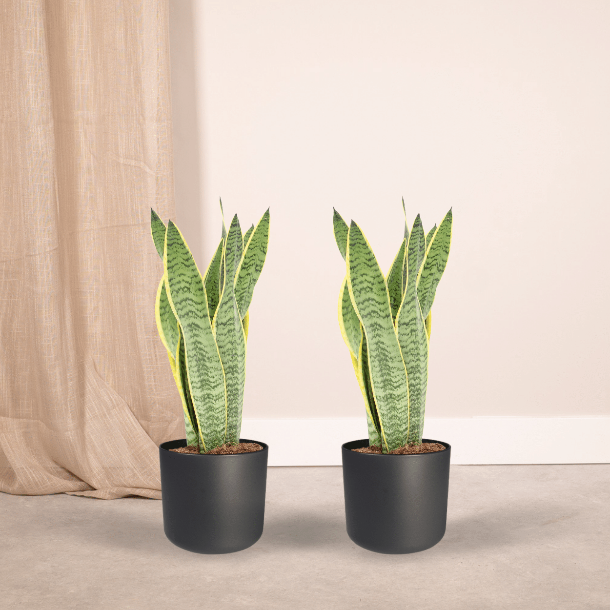 2x Sansevieria Laurentii - Frauenzunge - 40cm - ø14 bei Pflanzfix24.de - Pflanzfix24.de