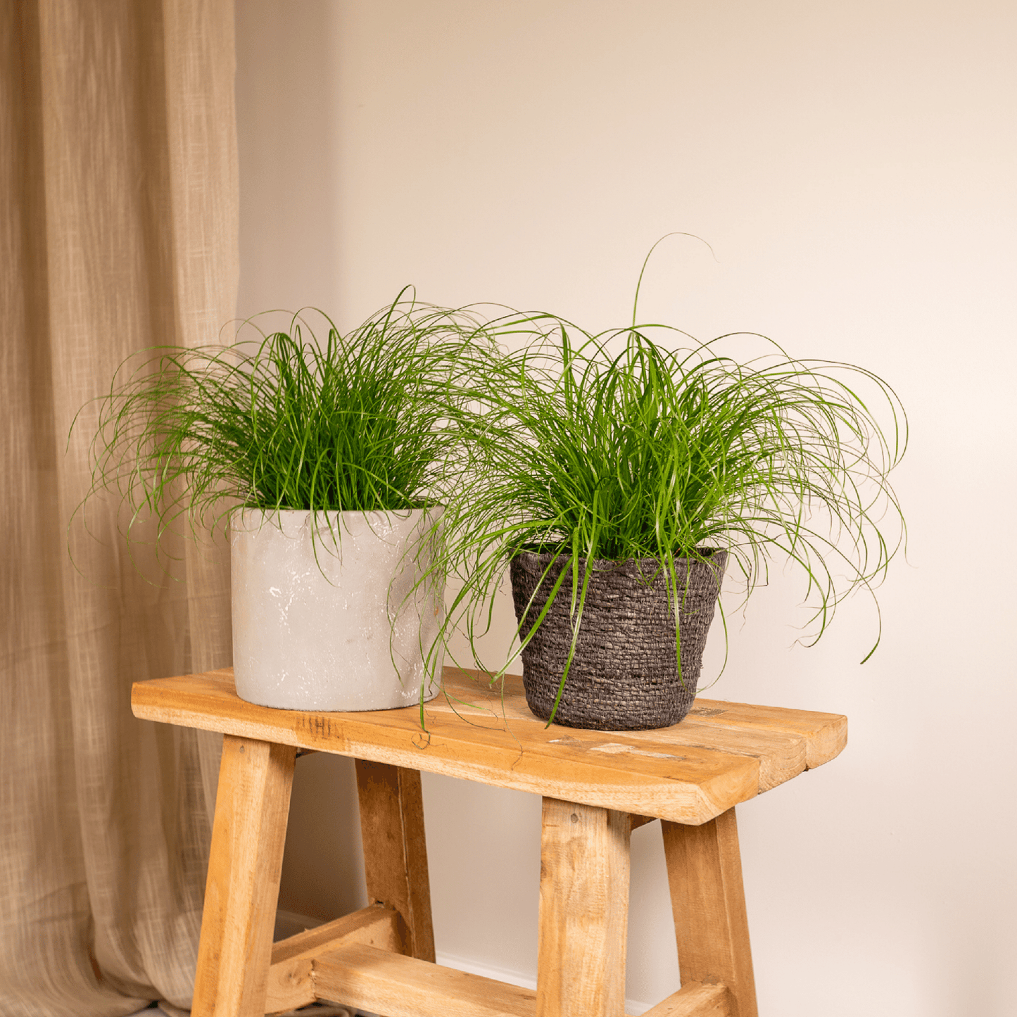 Cyperus Alternifolius (Katzengras) - 2 Stücke - Ø12cm - Pflanzfix24.de - Pflanzfix24.de