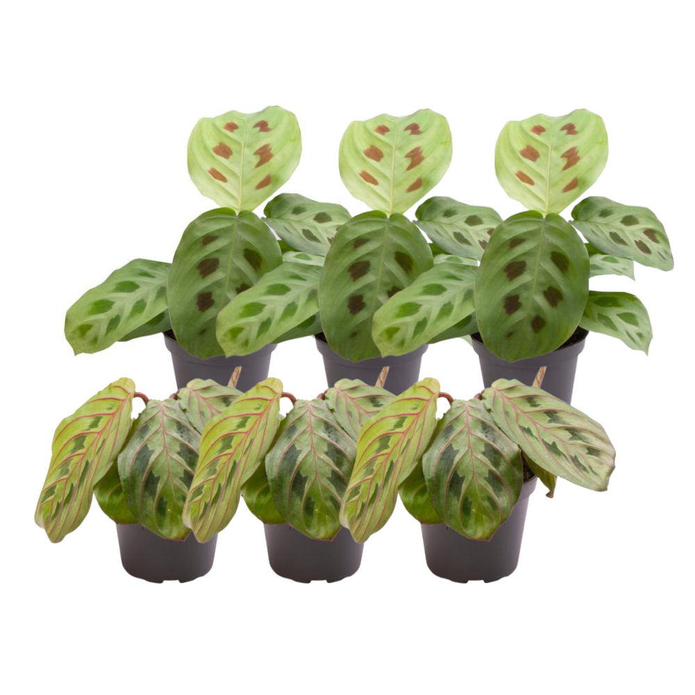 6x Maranta Mix - Pflanzfix24
