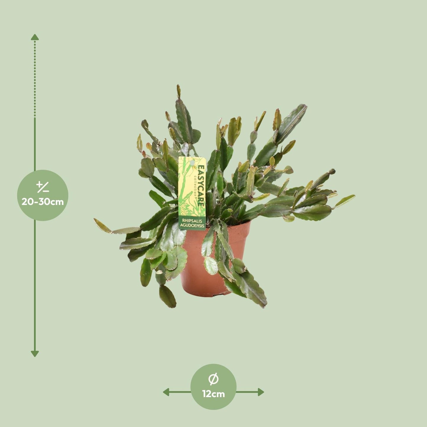 Rhipsalis Agudoensis - Ø12 ↕25 von Pflanzfix24