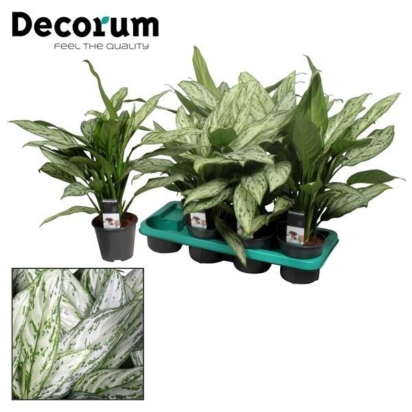 Aglaonema Silver Queen (Decorum) - Ø14cm - ↕45cm bei Pflanzfix24