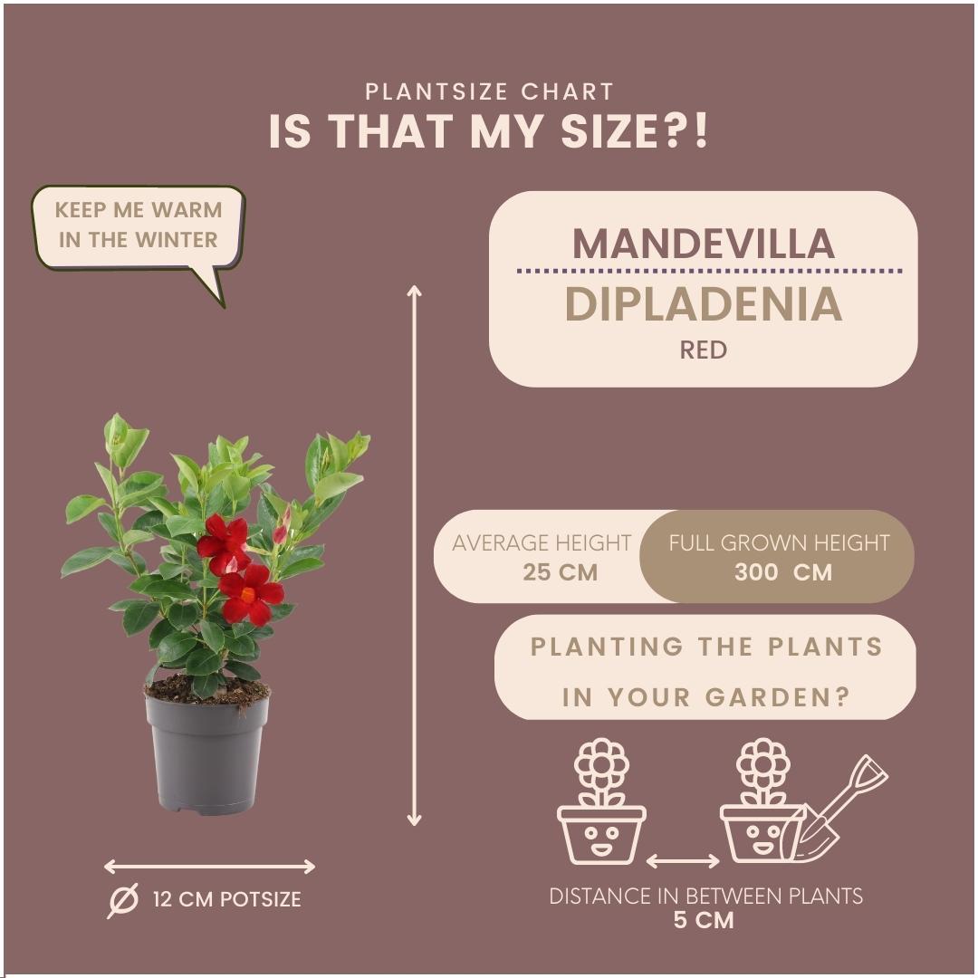 6 x Dipladenia Red - Mandevilla Red Ø12 cm - ↕25 cm - Pflanzfix24