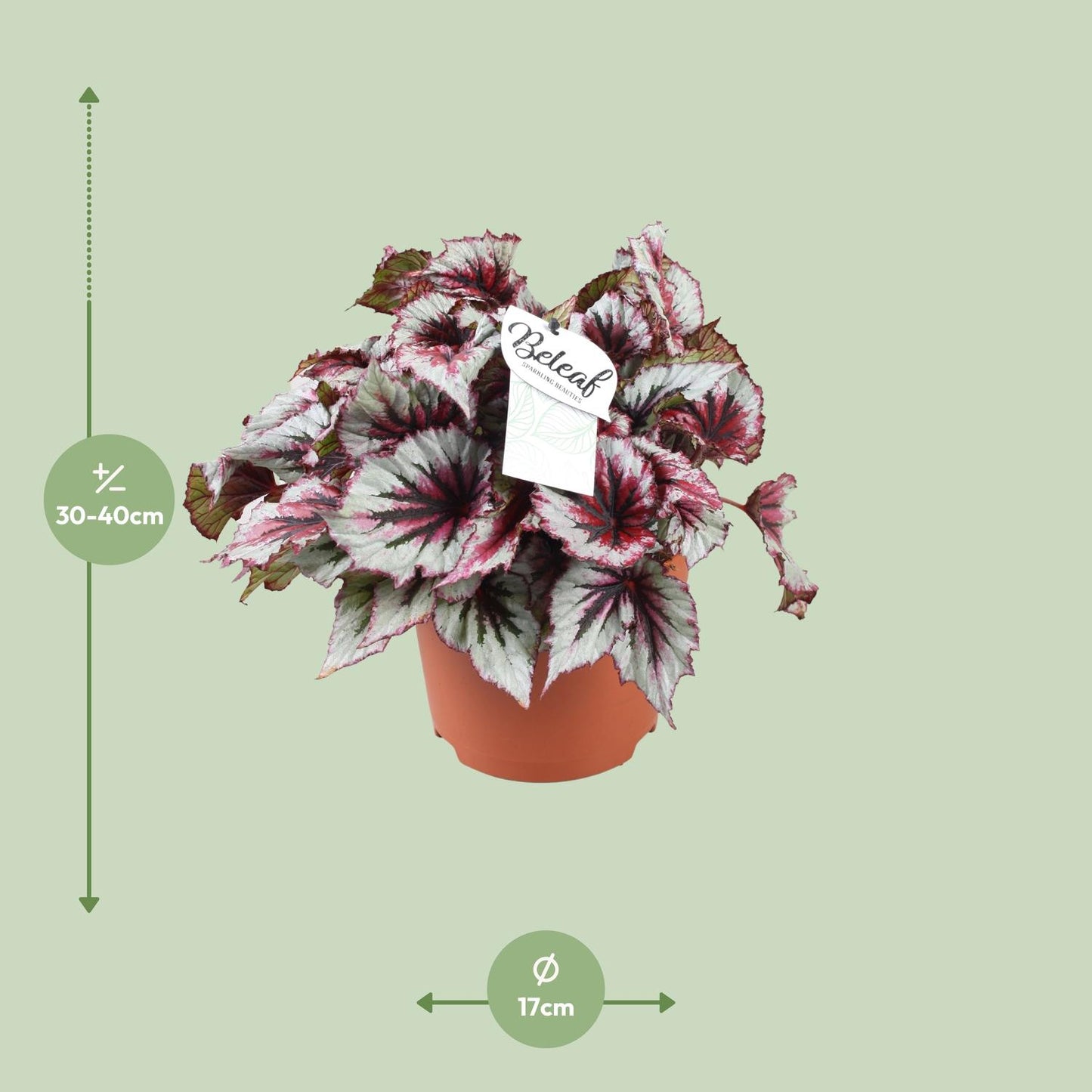 Begonia Beleaf Evening Glow - Ø17cm - ↕33cm - Pflanzfix24