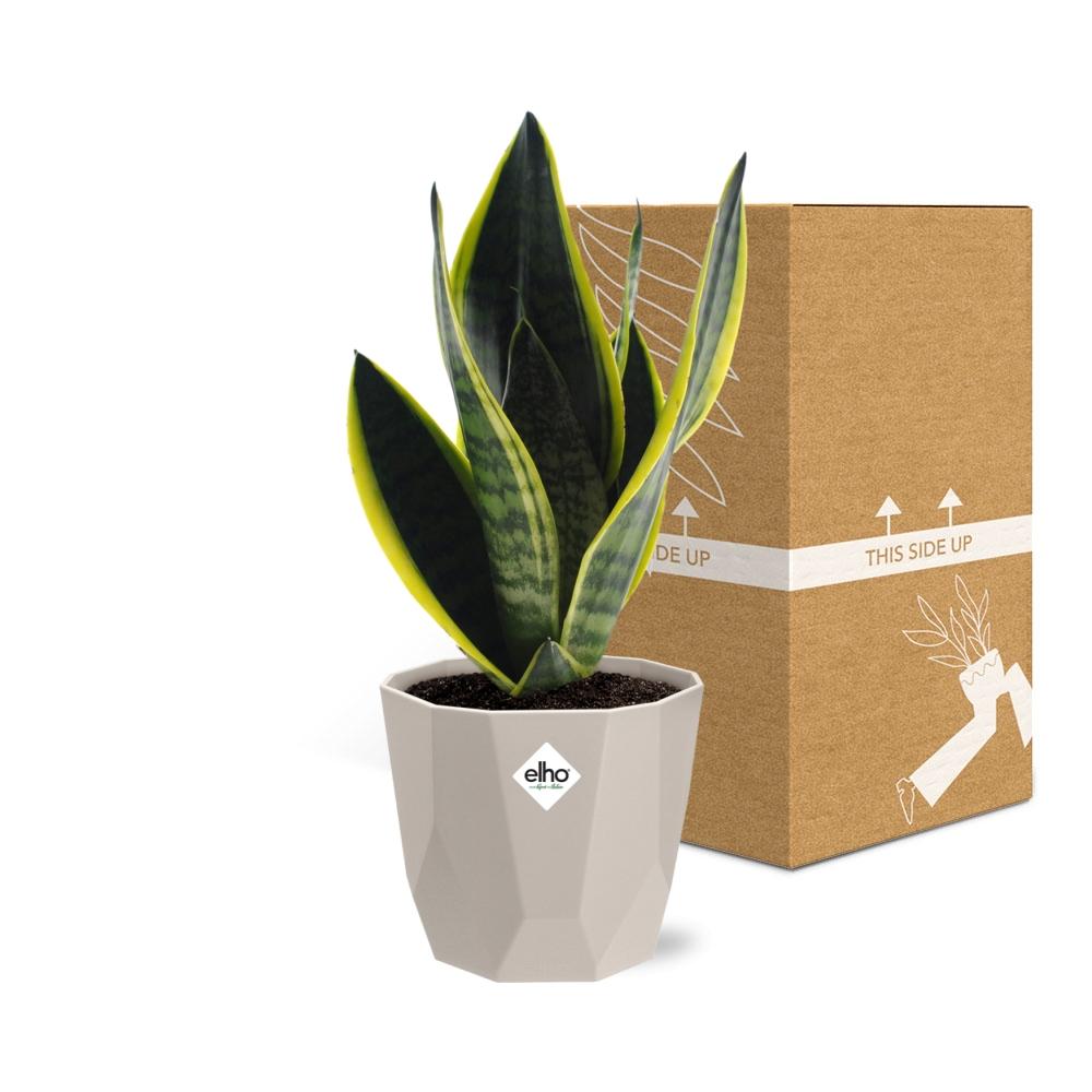 Sansevieria Futura Superba in ELHO b.for rock 14 cm warm grey - Pflanzfix24
