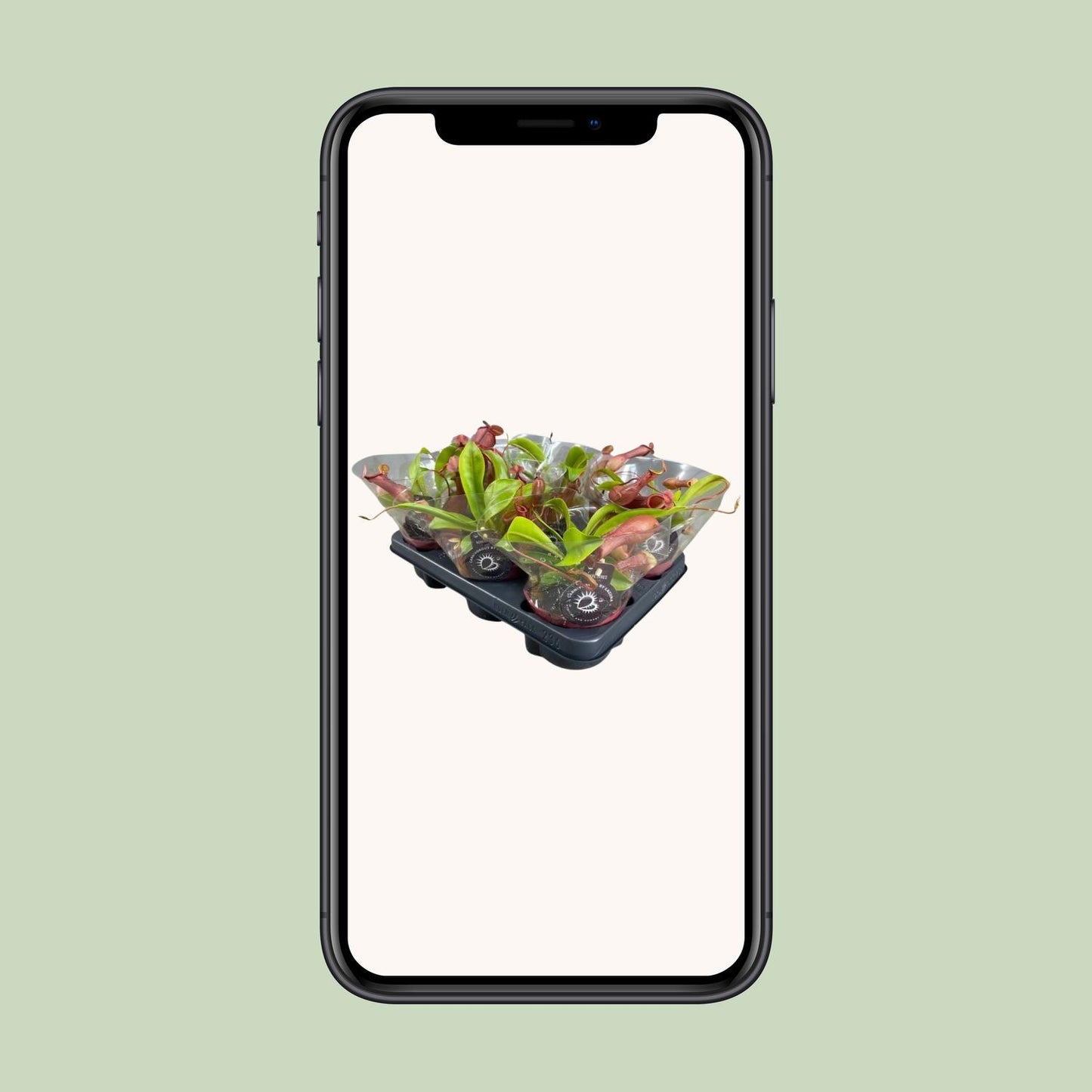 Nepenthes Alata Kannenpflanze – Pflanzfix24.de** - Pflanzfix24.de