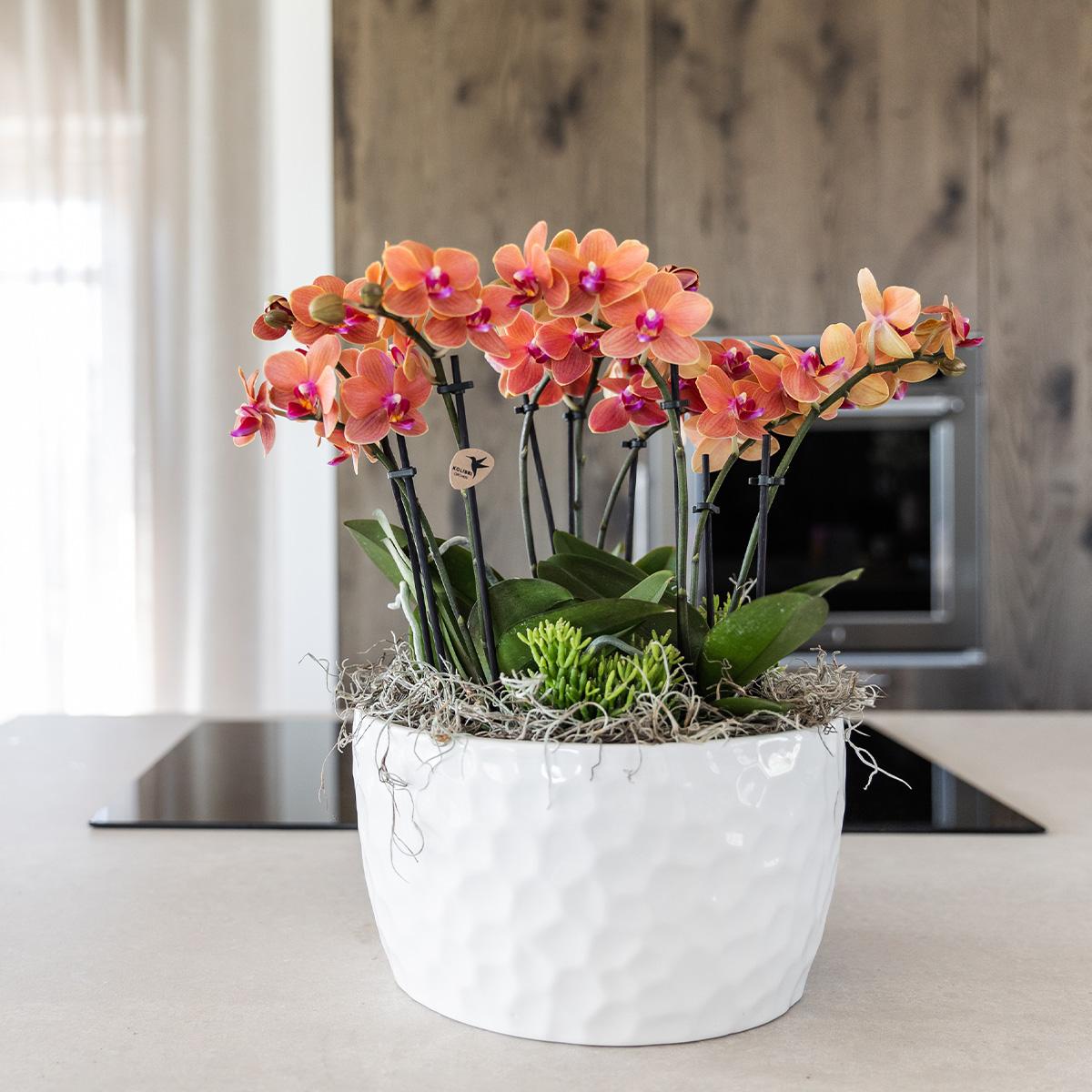 Orangenes Orchideen-Pflanzenset mit Wasserreservoir | Pflanzfix24.de - Pflanzfix24.de
