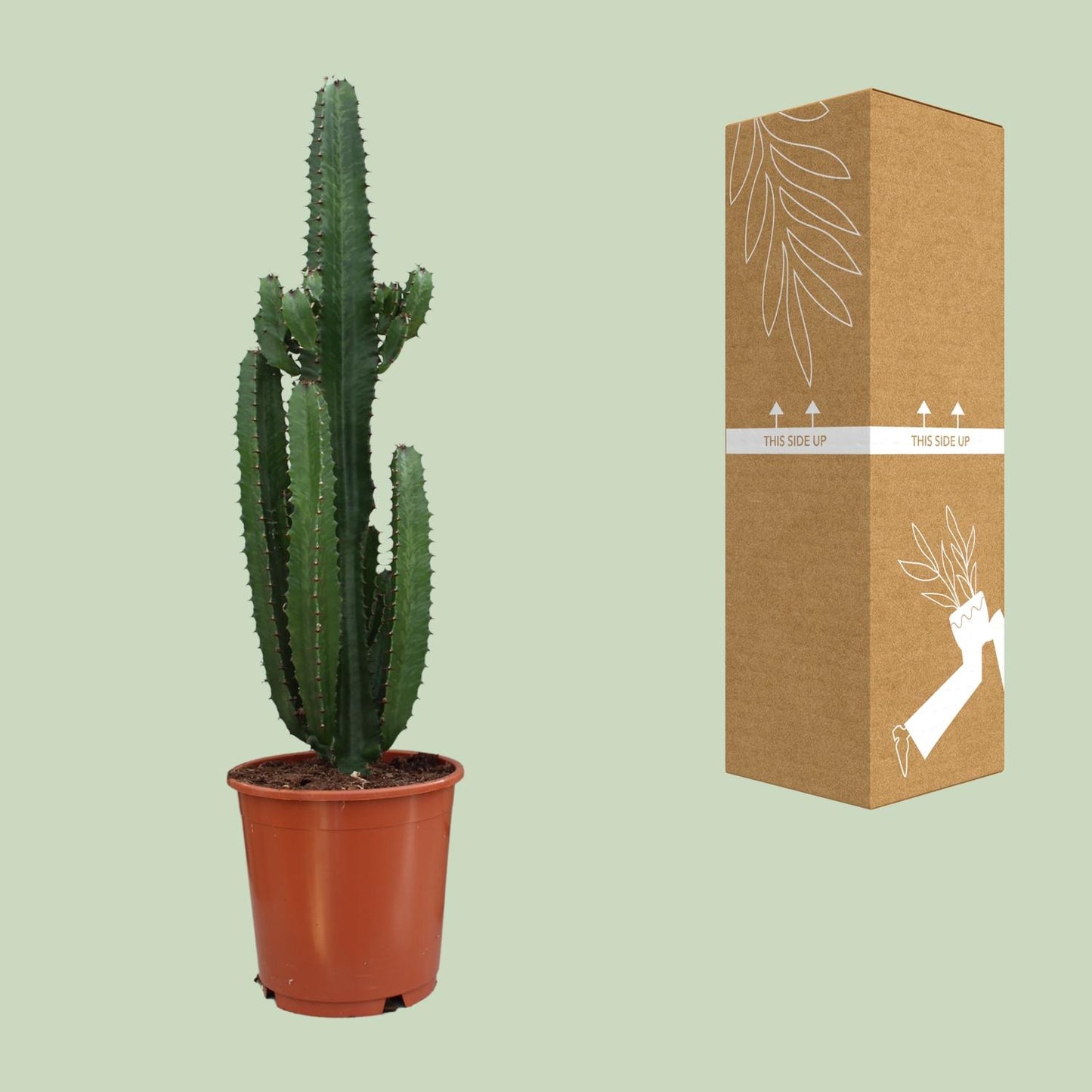 Euphorbia Trigona Rubra - Ø24cm - ↕90cm bei Pflanzfix24
