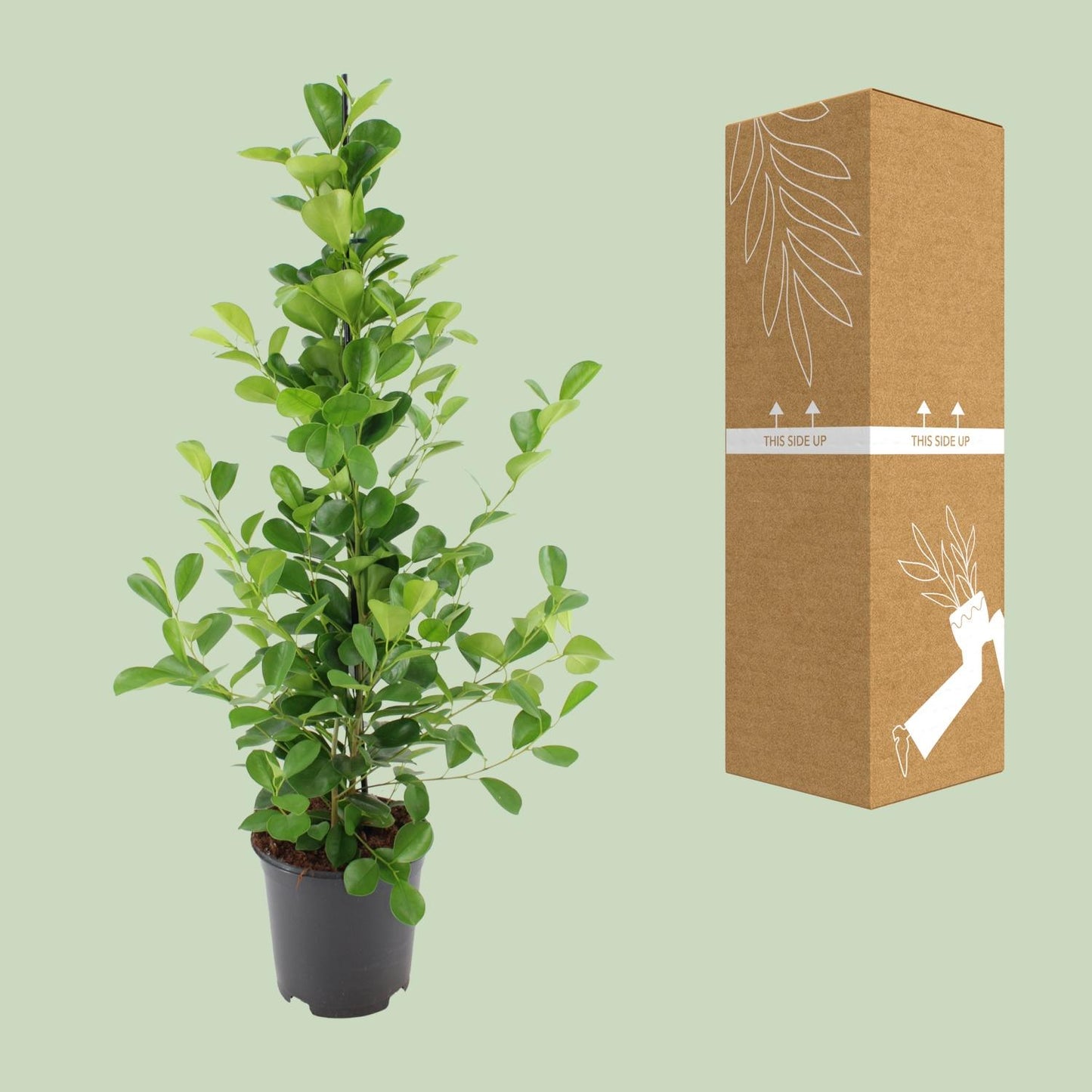 Ficus microcarpa Moclame - Ø21cm - ↕95cm - Pflanzfix24.de - Pflanzfix24.de